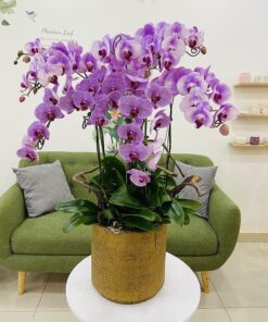 Chậu lan 7 cành tím
