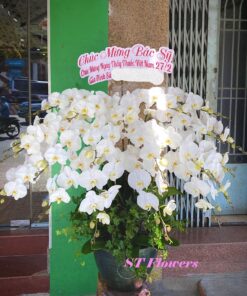 LAN HỒ ĐIỆP