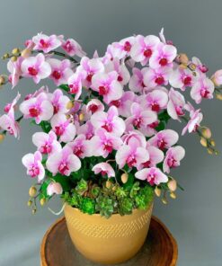 Lan Hồ Điệp Trong Chậu: Món Quà Tự Nhiên Cho Sự Tặng Tâm Huyết