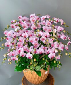 20 Canh Lan Hồ Điệp Thơ Mộng