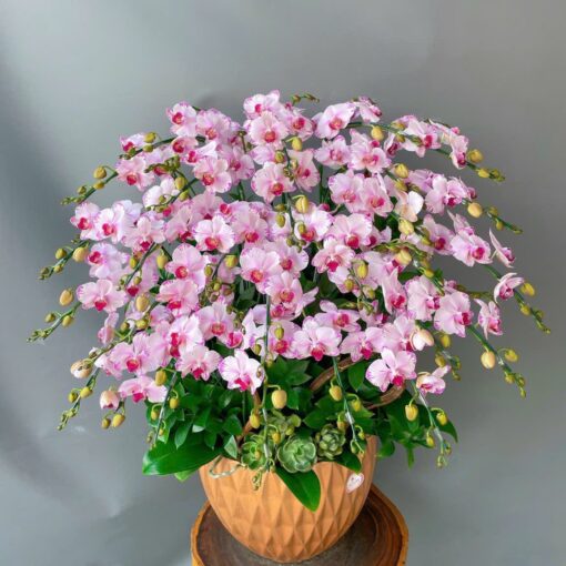 20 Canh Lan Hồ Điệp Thơ Mộng