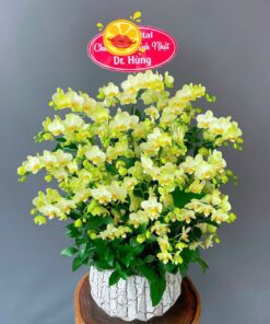 15 Cành Lan Hồ Điệp Mini: Món Quà Đầy Bất Ngời