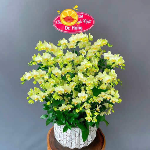 15 Cành Lan Hồ Điệp Mini: Món Quà Đầy Bất Ngời