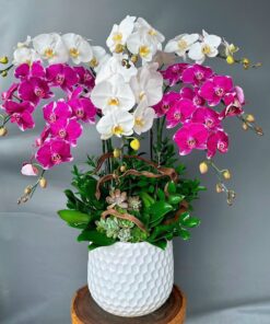 Lan Hồ Điệp Trong Chậu: Quà Tặng Sáng Tạo