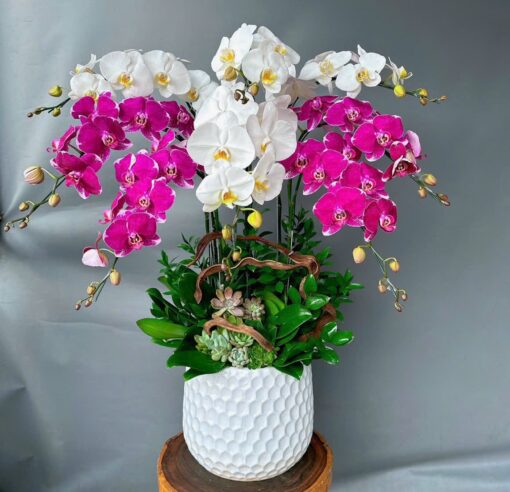 Lan Hồ Điệp Trong Chậu: Quà Tặng Sáng Tạo