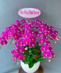 Chậu 6 (cành) Lan Hồ Điệp Orchid Phong Cách Cho Văn Phòng