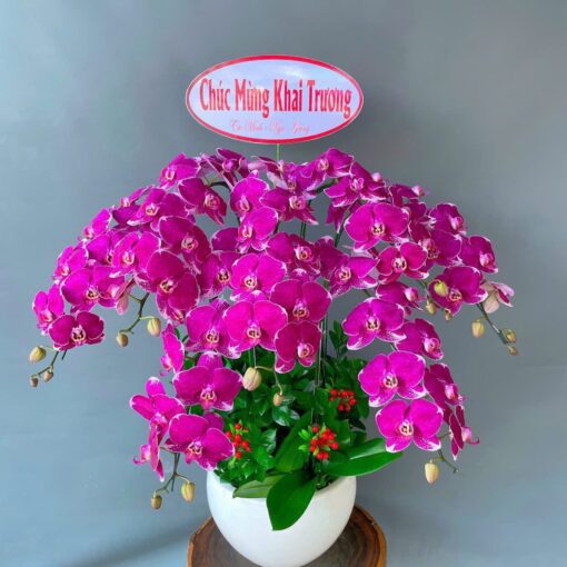 Chậu 6 (cành) Lan Hồ Điệp Orchid Phong Cách Cho Văn Phòng